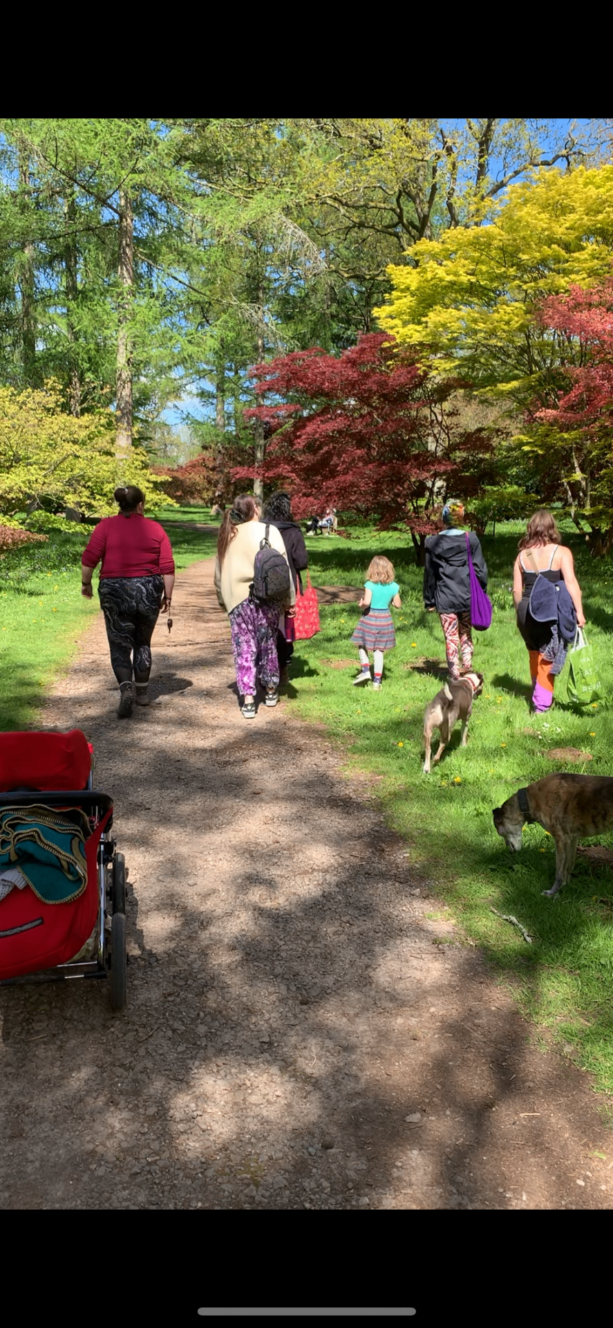 A circle of women, children and dogs walking together down a tree-lined path in spring.